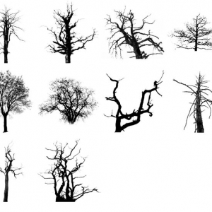 dreary trees brushes