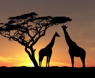 26 African Animal Brushes