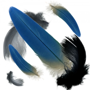 Feathers Textures