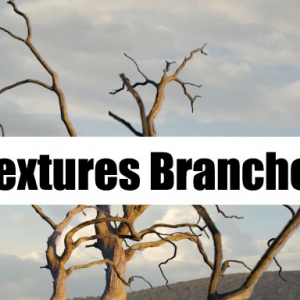 Textures Branches