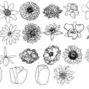 Flower drawing brushes