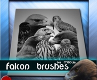 Falcon brushes