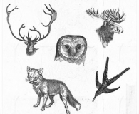 drawn animals