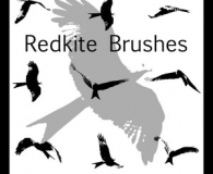 birds brushes 
