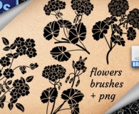 Pelargonium Flower Brushes