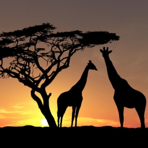 26 African Animal Brushes