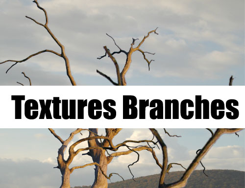 Textures Branches