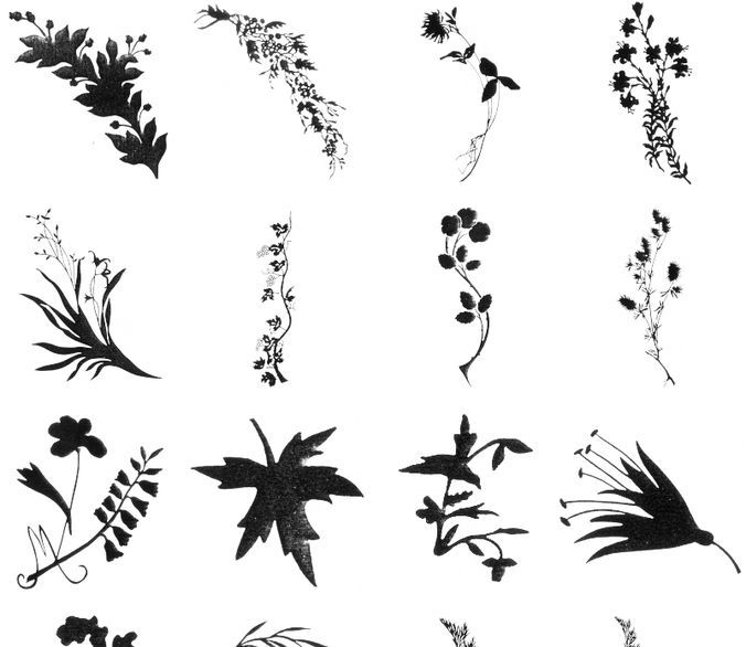 diverse plants brushes