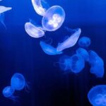 Hormita Habitats: Where to Find These Incredible Creatures