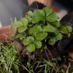 Growing Your Own Coriander Dhaniya: Tips for a Thriving Herb Garden