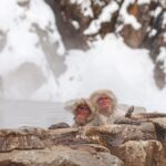 Exploring the Wonders of Pingo: Nature’s Ice-Covered Marvels