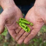 Why Buying Seeds in Larger Quantities Saves Money
