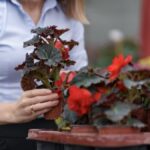 Dipladenia Varieties You Need to Know About: A Floral Showcase