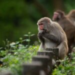 The Evolution of Monkey GG2: From Concept to Popularity