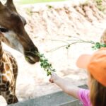 Top 10 Must-Watch Channels on Zootube for Every Animal Enthusiast